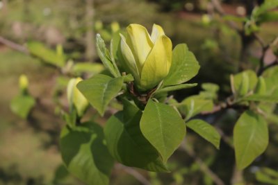 Magnolia x denudata 'Yellow River' - šácholan obnažený - květ